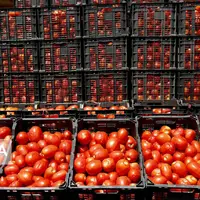 صادرات ۳۰۰ تُن محصول کشاورزی از گچساران به کشورهای حوزه خلیج فارس 