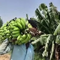رتبه نخست سیستان و بلوچستان در تولید موز