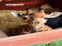 من تا این  وقتی سرش  به سقف خونه نخورده نگهش می دارم