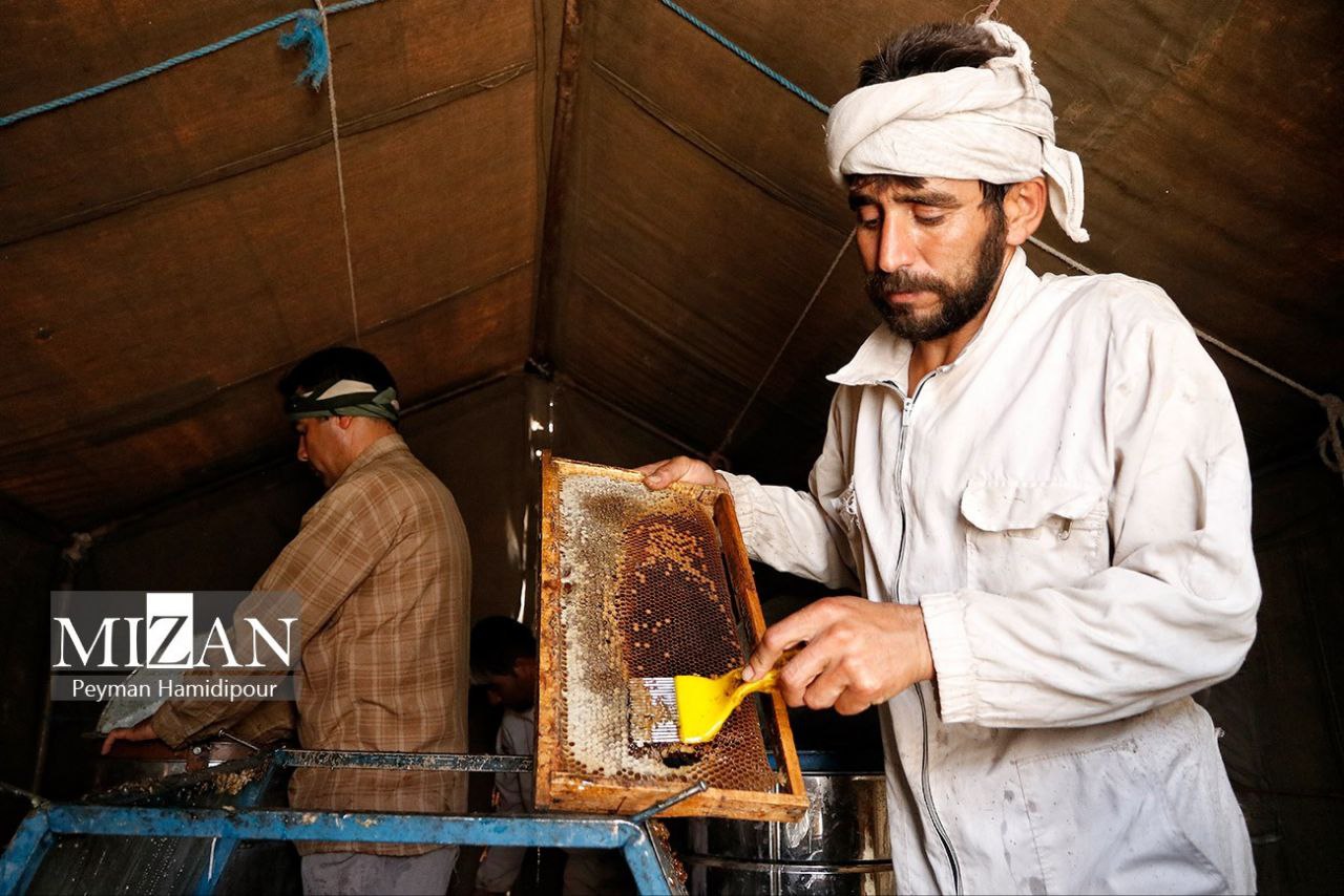 پرورش زنبور و برداشت عسل در استان خراسان شمالی