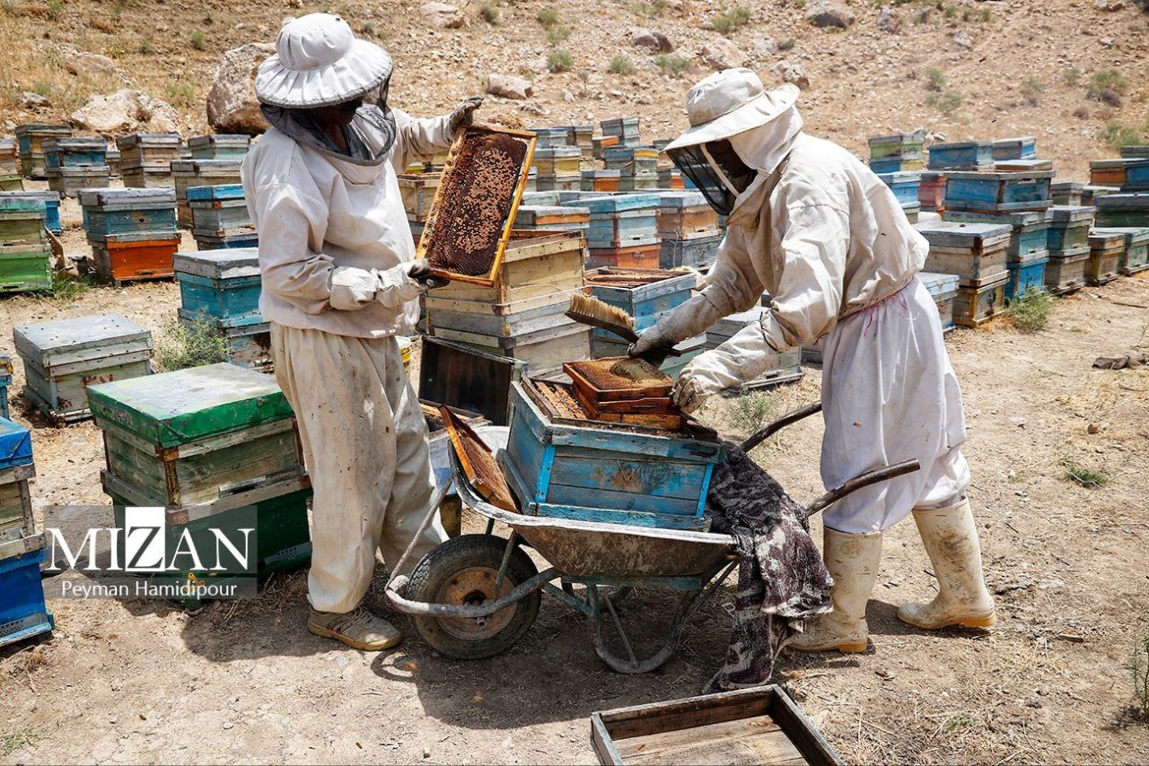 پرورش زنبور و برداشت عسل در استان خراسان شمالی