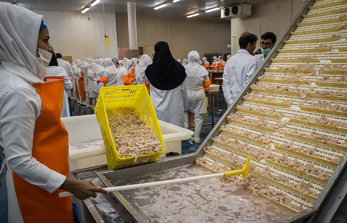 صادرات بیش از ۵ میلیون دلار میگو از استان بوشهر