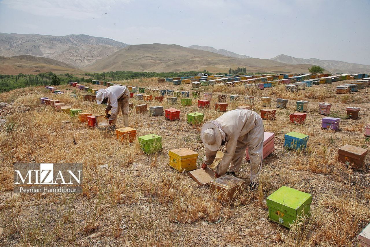 پرورش زنبور و برداشت عسل در استان خراسان شمالی