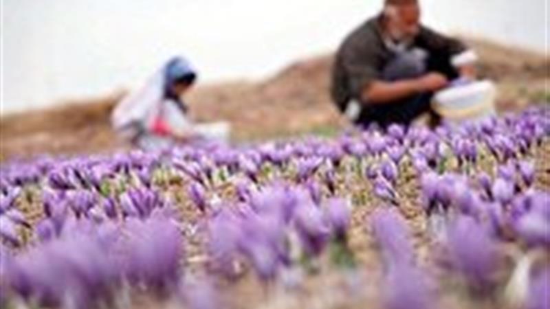 پژوهشی برای سلامت زعفران در خراسان جنوبی