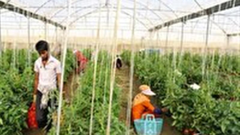 بهره برداری از ۳۵ طرح کشاورزی در زنجان