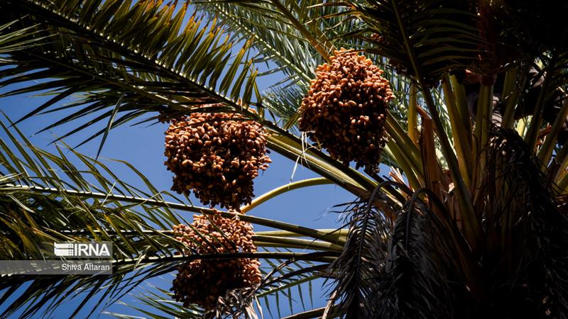 تلخ کامی نخلداران خراسان جنوبی از جدال با آفات و خشکسالی