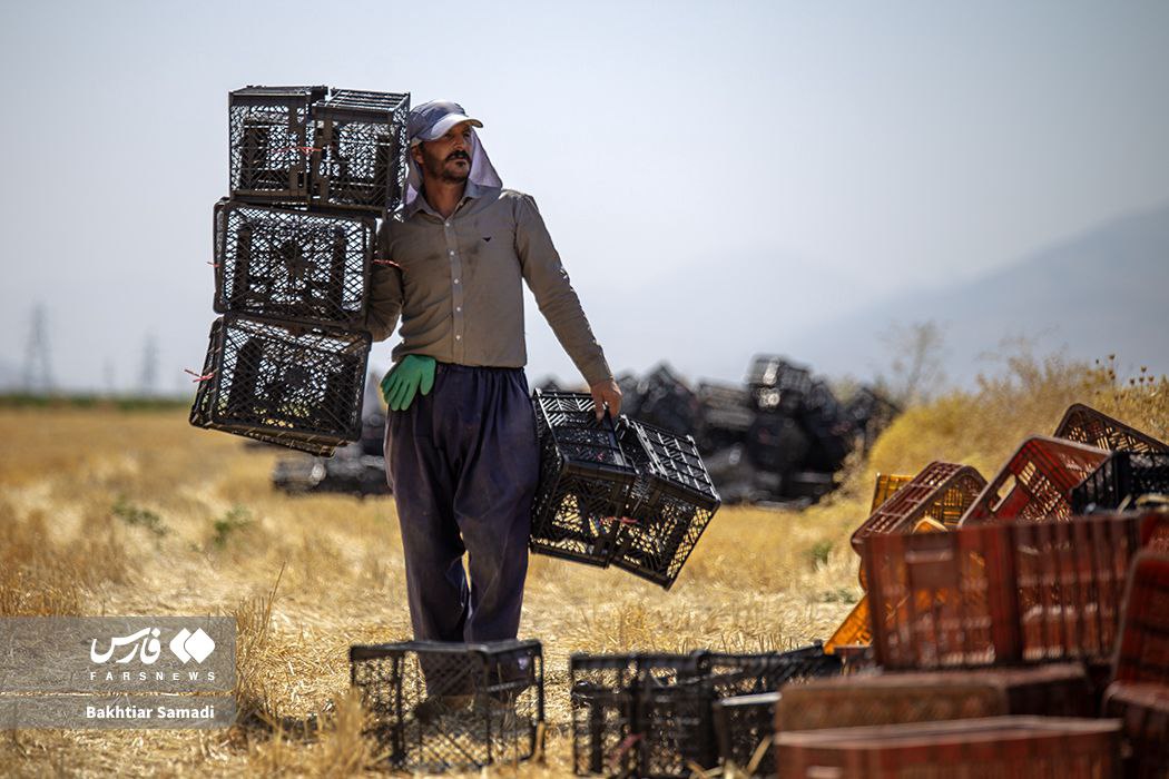 عکس/  برداشت گوجه‌فرنگی در کامیاران کردستان