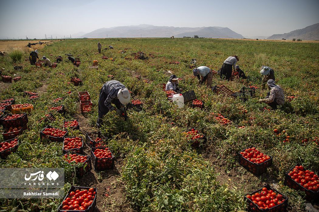 عکس/  برداشت گوجه‌فرنگی در کامیاران کردستان