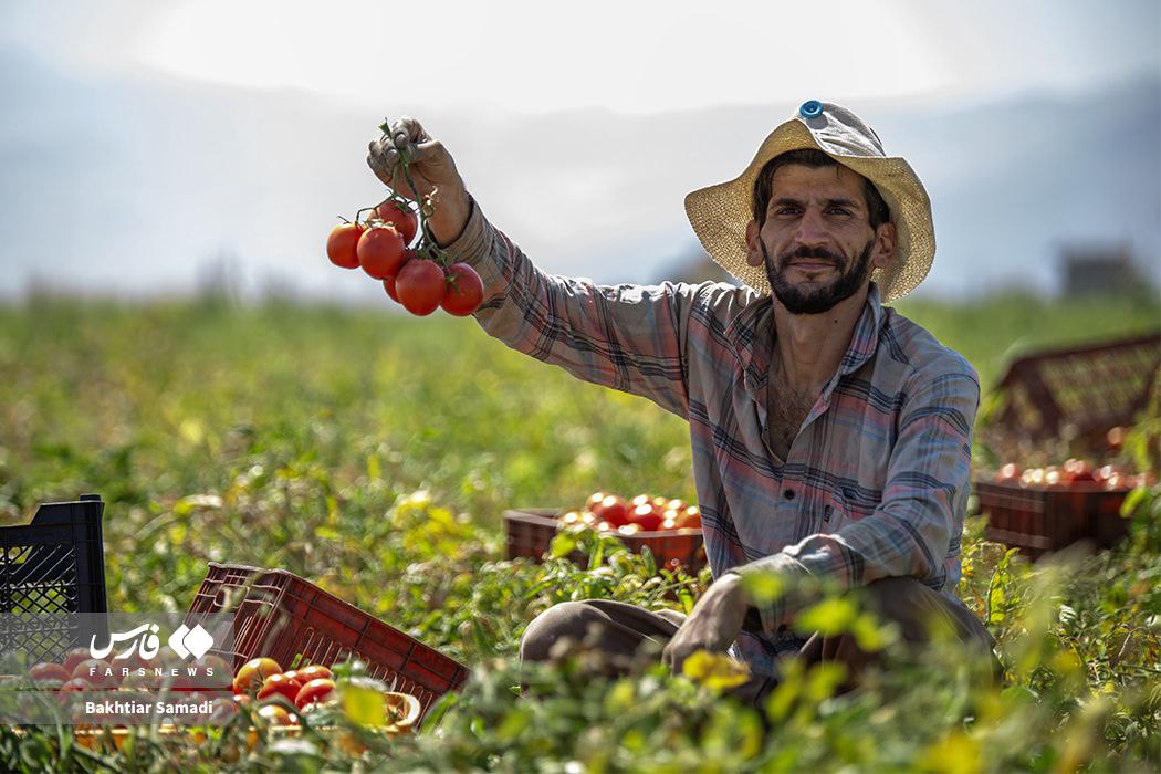 عکس/  برداشت گوجه‌فرنگی در کامیاران کردستان