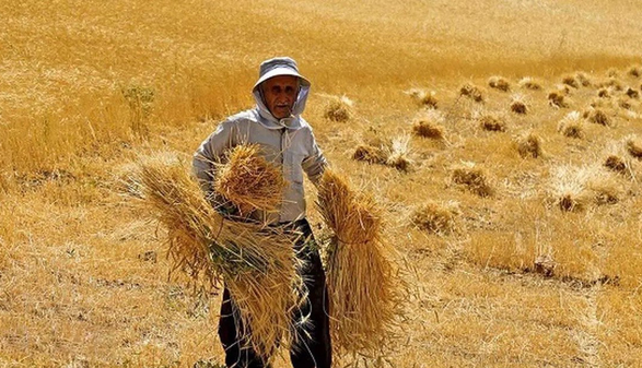 ۲۱ هزار میلیارد تومان واریزی جدید به حساب گندمکاران