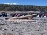 شیر دریایی غول پیکر در حال بازگشت به اقیانوس!