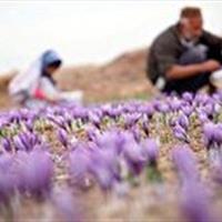 پژوهشی برای سلامت زعفران در خراسان جنوبی