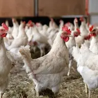 ارز ترجیحی به درستی به صنعت مرغ تخصیص می‌یابد؟