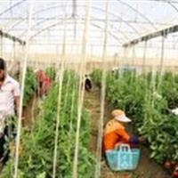 بهره برداری از ۳۵ طرح کشاورزی در زنجان