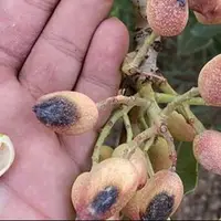 خاموشی‌ها، فاجعه‌ای ملی در برداشت پسته