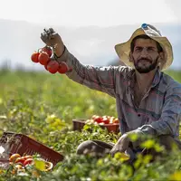 عکس/  برداشت گوجه‌فرنگی در کامیاران کردستان