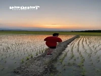 ویدئویی از یک شالیزار زیبا در شهرستان فومن  