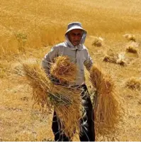 ۲۱ هزار میلیارد تومان واریزی جدید به حساب گندمکاران