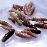 شناسایی اولین بیمار مبتلا به انگل گوشت‌خوار در آمریکا