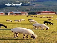 غروب دیدنی ارتفاعات تالش