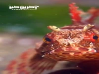 ماهی مرمری با چشمان قرمز