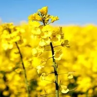 تسویه ۹۵ درصد مطالبات کلزاکاران آذربایجان شرقی