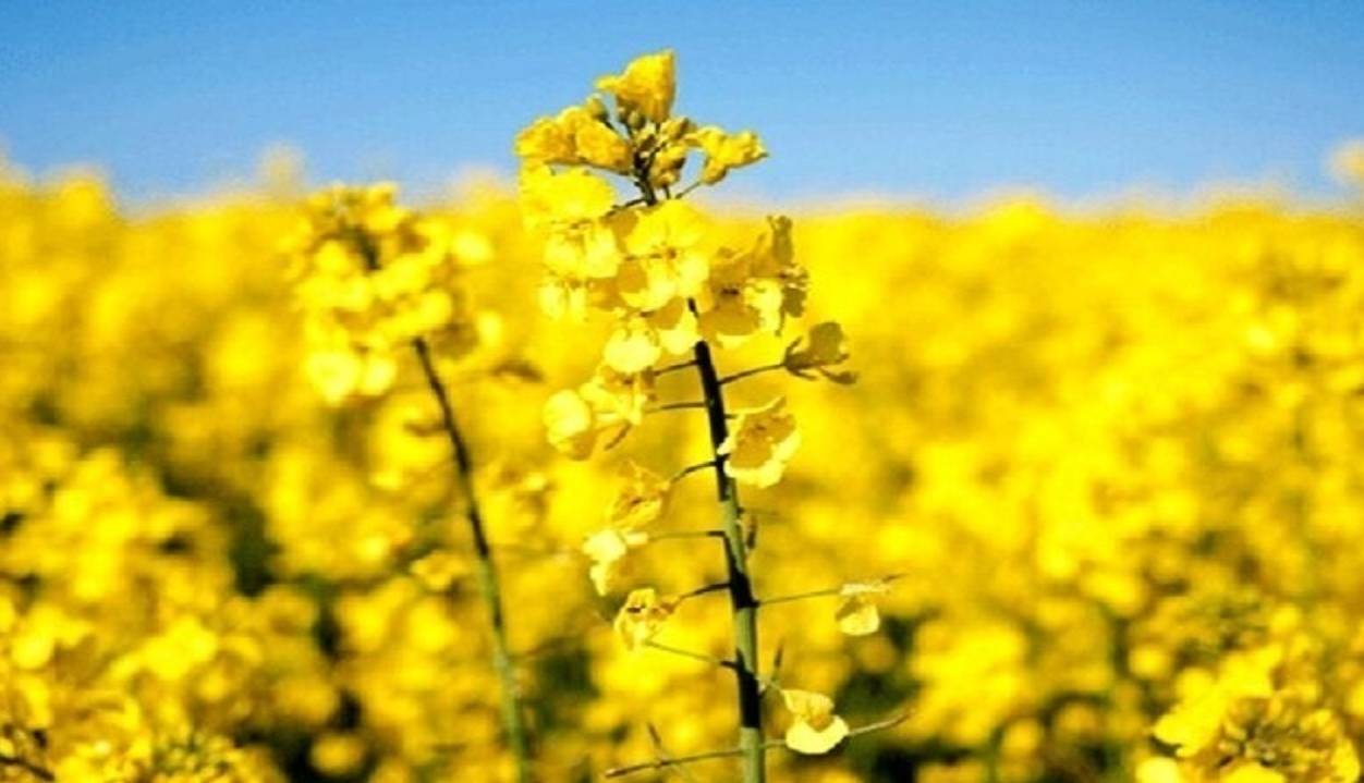 تسویه ۹۵ درصد مطالبات کلزاکاران آذربایجان شرقی