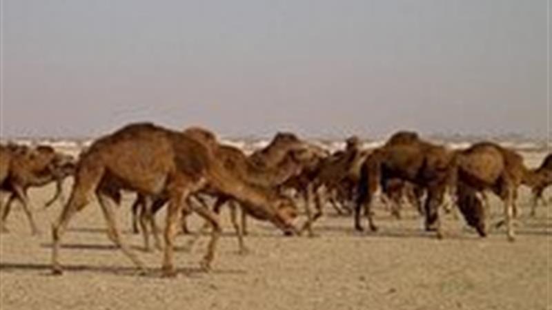 خراسان جنوبی میزبان پایلوت ملی توسعه صنعت پرورش شتر شد
