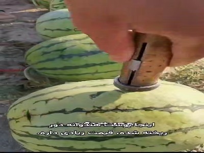 استفاده ژاپنی ها از پوست هندوانه!