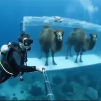 شتر رفت دنیای زیر آب را دید! 