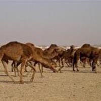 خراسان جنوبی میزبان پایلوت ملی توسعه صنعت پرورش شتر شد