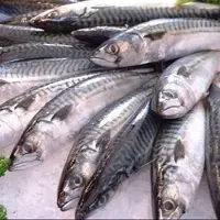 تشخیص تازگی ماهی با هیدروژل نانویی