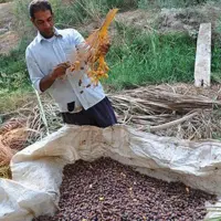 شادگان میزبان جشنواره ملی خرما شد