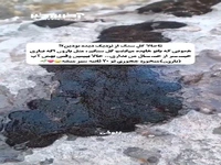 سبز شدن گل سنگ در 20 ثانیه!