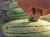 استفاده ژاپنی ها از پوست هندوانه!