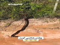 بازی با دم مار؟
