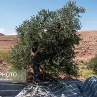 برداشت نوبرانه زیتون رقم ماری در گیلان آغاز شد