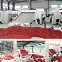 فعالیت ۱۳ واحد فرآوری عناب در خراسان جنوبی