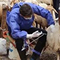آغاز واکسیناسیون دام های سبک علیه طاعون در زنجان