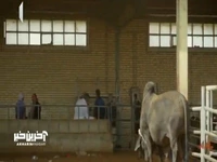 شازده تشریف آوردن؛ گاو و رام کرد!