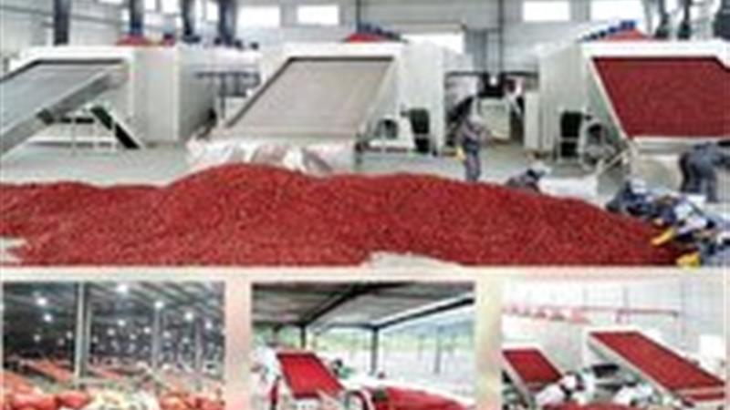 فعالیت ۱۳ واحد فرآوری عناب در خراسان جنوبی