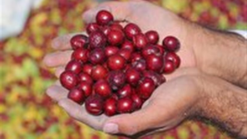 ایجاد بورس عناب، راهکاری برای ارزش افزوده این محصول