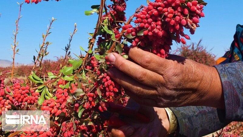 نماینده مجلس: ایجاد کمیته ویژه برای قیمتگذاری زرشک ضروری است