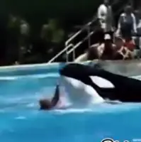 نهنگ مربی‌اش را به کام مرگ فرستاد