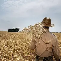 پرداخت ۹۵ درصد مطالبات گندمکاران خوزستان
