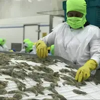 صادرات ۲۱ هزار تن آبزیان بوشهر به ۱۸ کشور اروپایی و آسیایی