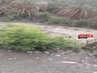 دلهره شهروندان بشاگردی از لحظه ابتدایی طغیان سهمگین سیلاب