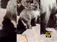 کوهنوردان، خرس سبلان را از طبیعت حذف کردند!