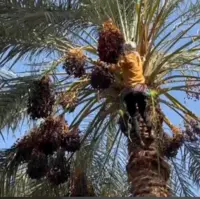 برداشت خرمای کریته در رودان