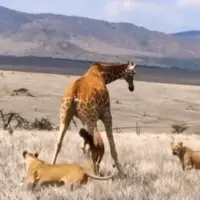 شیرها با چه حیله ای بچه زرافه را شکار کردند